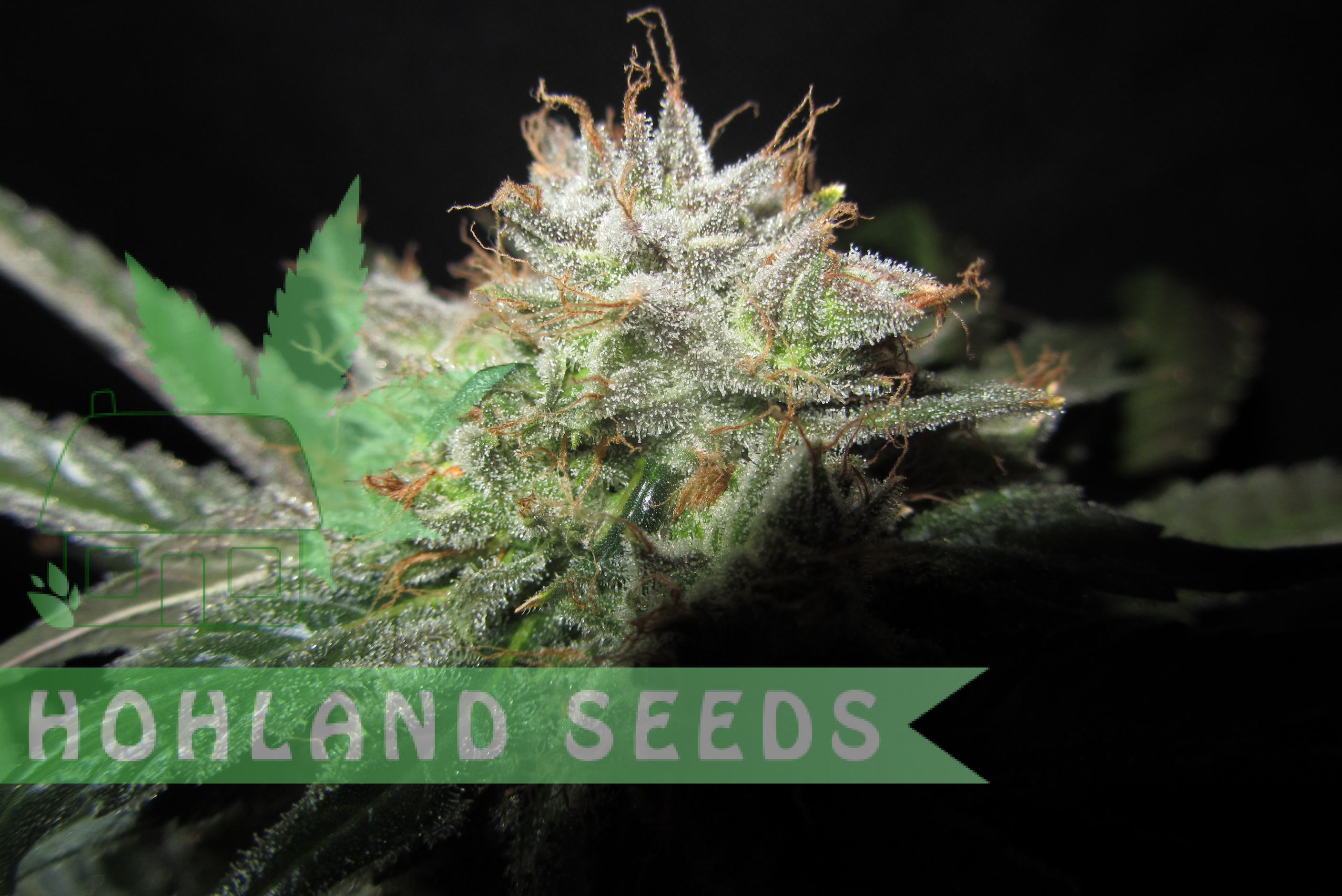 S.A.D. Sweet Afghani Delicious F1 Fast Version S.A.D. Sweet Afghani Delicious F1 Fast Version